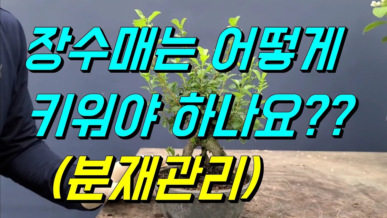 장수매관리/잎따기이유/철사걸이/야생화/wild flower/bonsai/盆栽