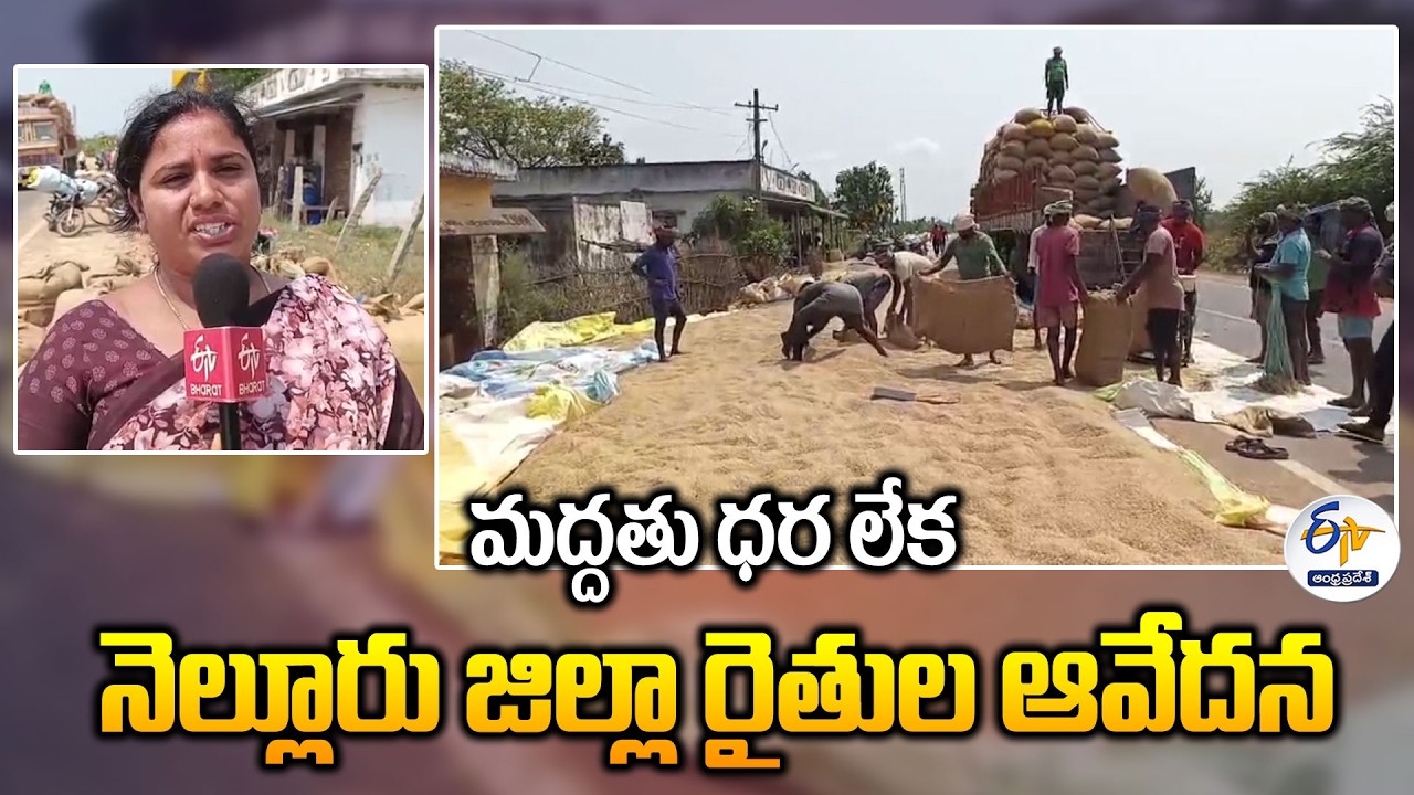 Nellore Paddy Farmers in Crisis | Low Prices & Middlemen Exploitation Exposed