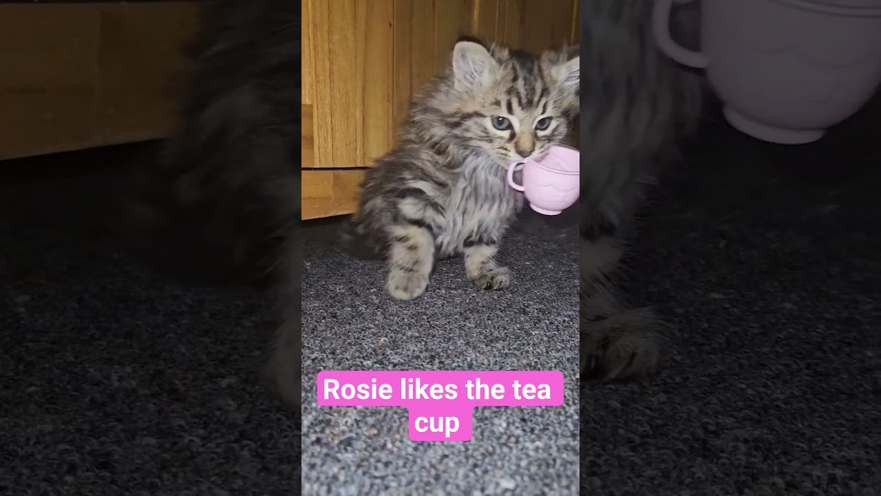Tea cup!#cute #kitten #cat  #rosie