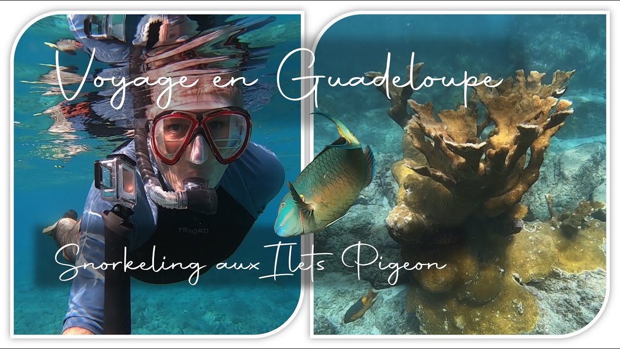 GUADELOUPE 2021 ➡️ Ilets Pigeon - R&eacute;serve Cousteau - Malendure