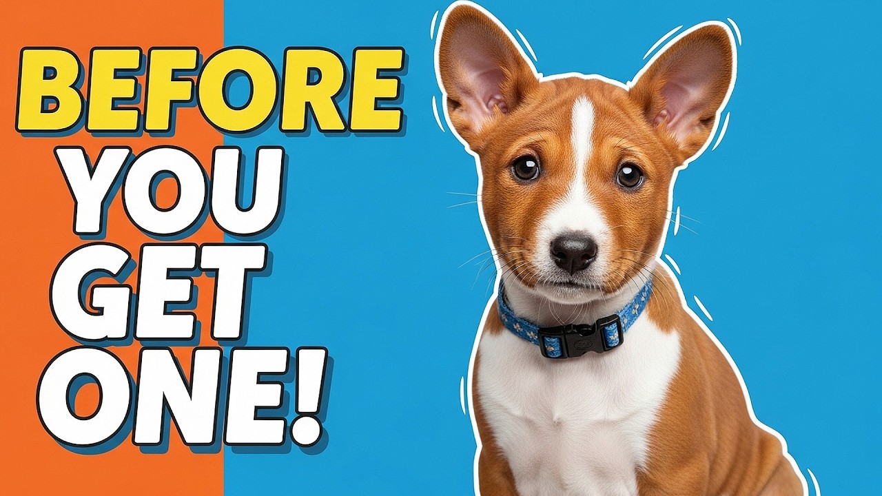 Basenji Puppies – Everything You Need to Know Before Owning One