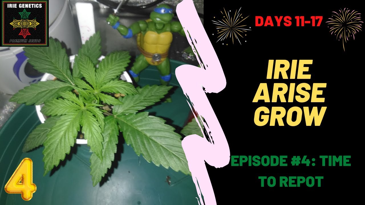 Irie Arise #4 Preparing to Repot