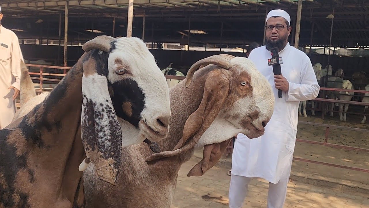 Super Size Goats Heavy Weight At Noorani Goat Farm Surat Gujarat.