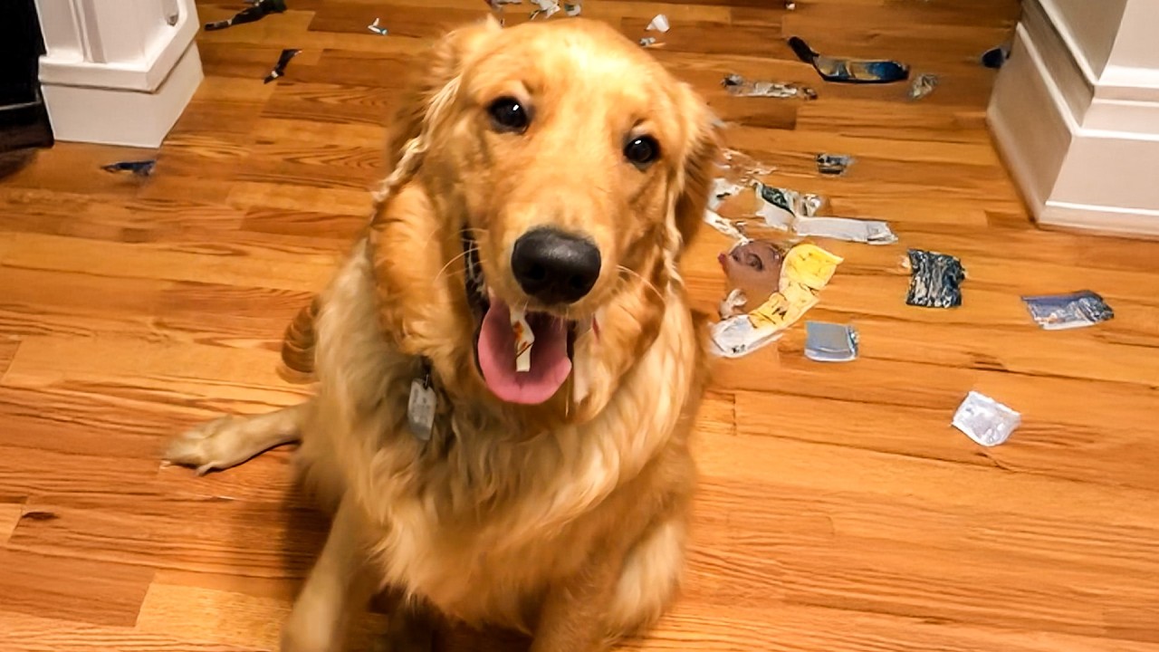 These guilty pets are CAUGHT! Anybody know a good lawyer? 🤣 #guiltypets #funnyanimals