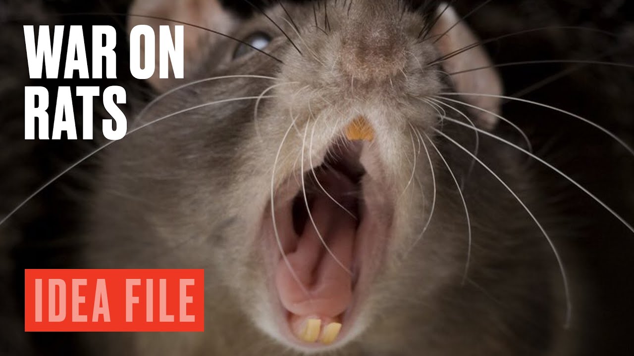 The Rat Apocalypse in New Zealand
