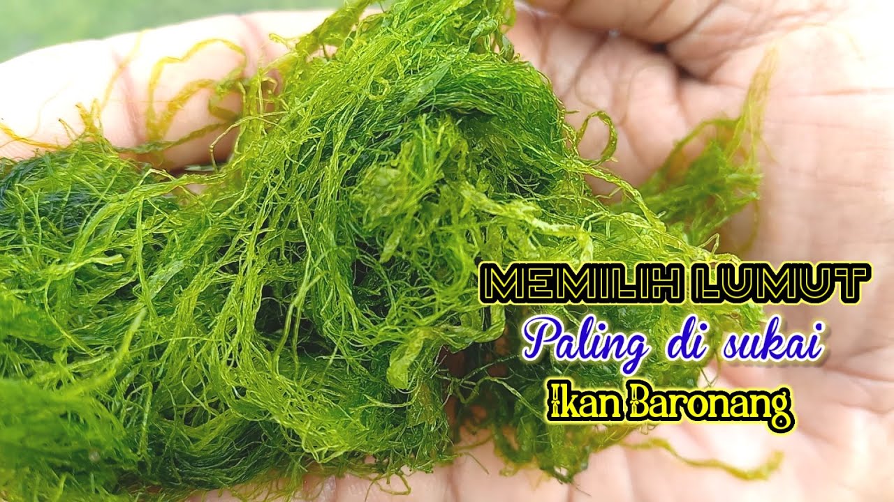 CARA MEMILIH LUMUT UMPAN IKAN BARONANG YANG BAGUS, BARONANG SUPER LAHAP