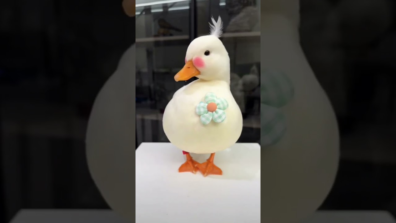 Hello miss Cute duckling😍🥰😍😍😍 