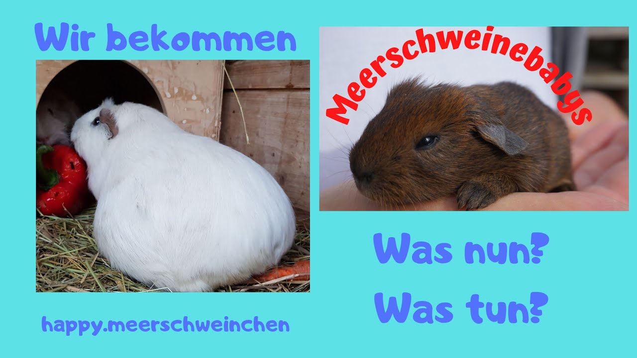 Meerschweinchenbabys bekommen - worauf man achten sollte -  Teil 1