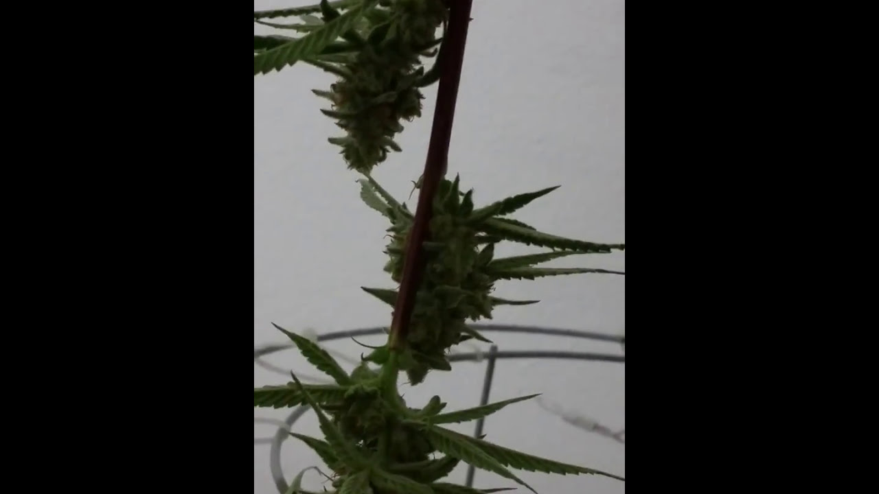 Preharvest cut trichomes still not amber