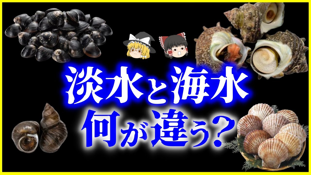 【ゆっくり解説】淡水進出は“命がけの進化”だった…淡水に棲む貝と海水に棲む貝の違いとは？を解説/そもそも巻き貝と二枚貝の違いは？