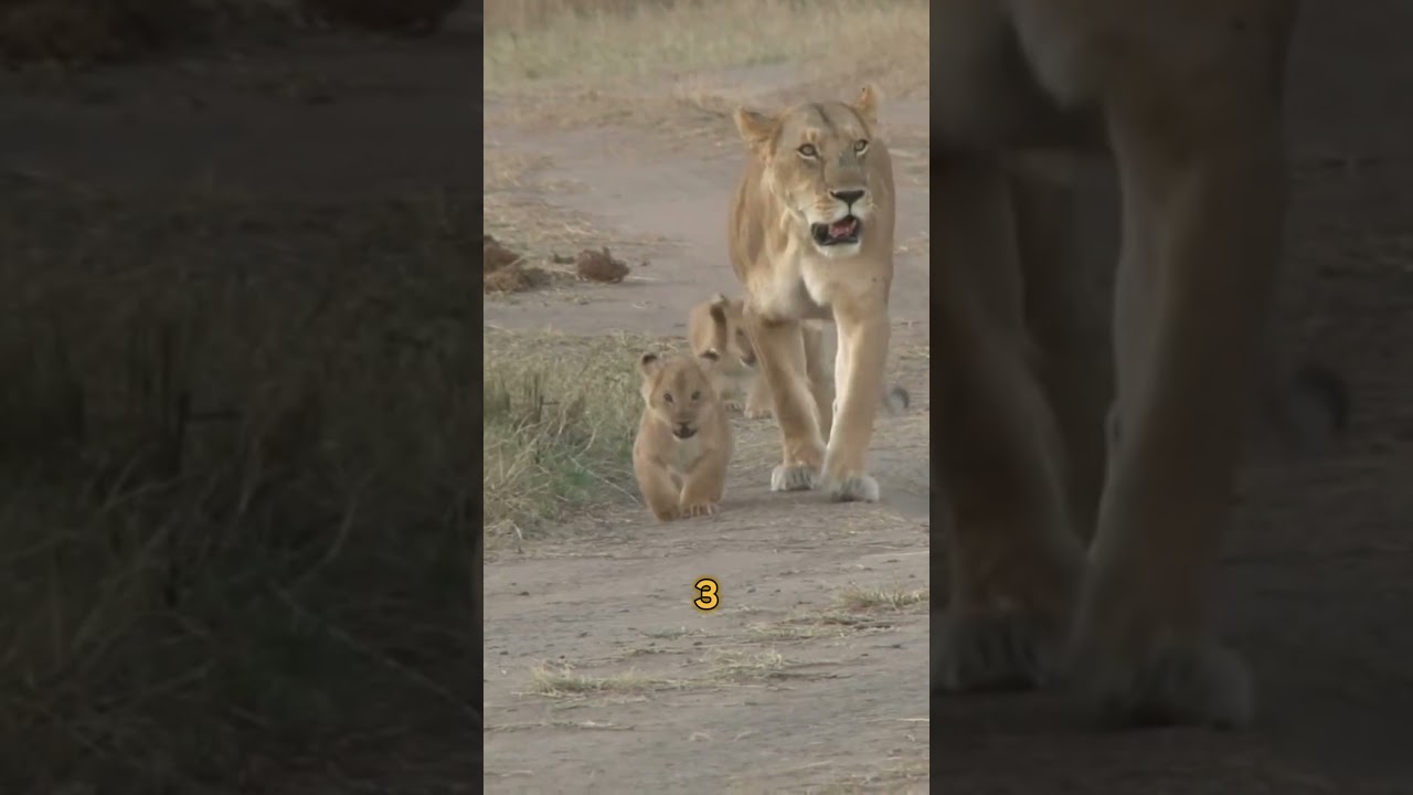 TOP 5 FAMOUS WILD ANIMALS#viralshort  #animalconservation #cuteanimals