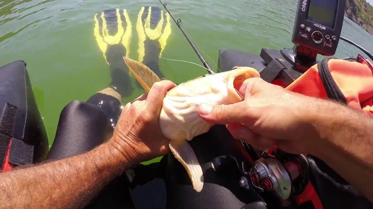 PESCA CON SONDA DE BARBOS EN VERTICAL