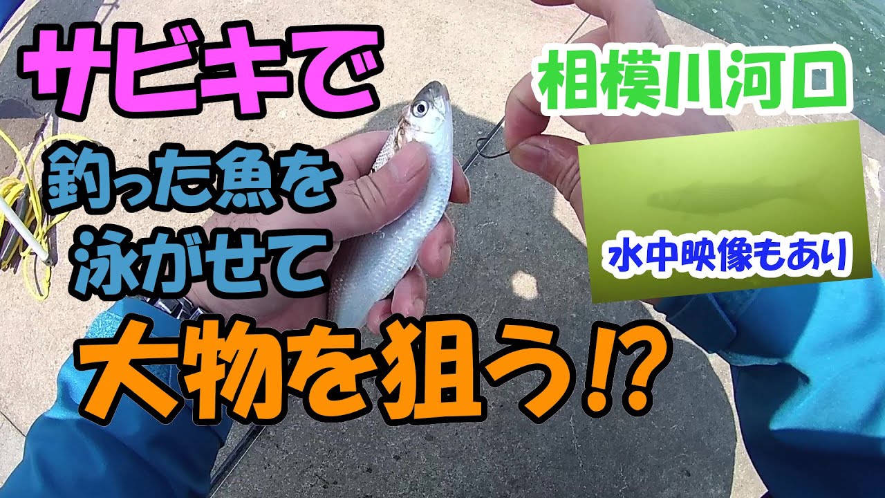 サビキで小魚を釣って、泳がせ仕掛けで大物を狙う。2022年5月23日平塚・相模川河口、水中動画もあり。