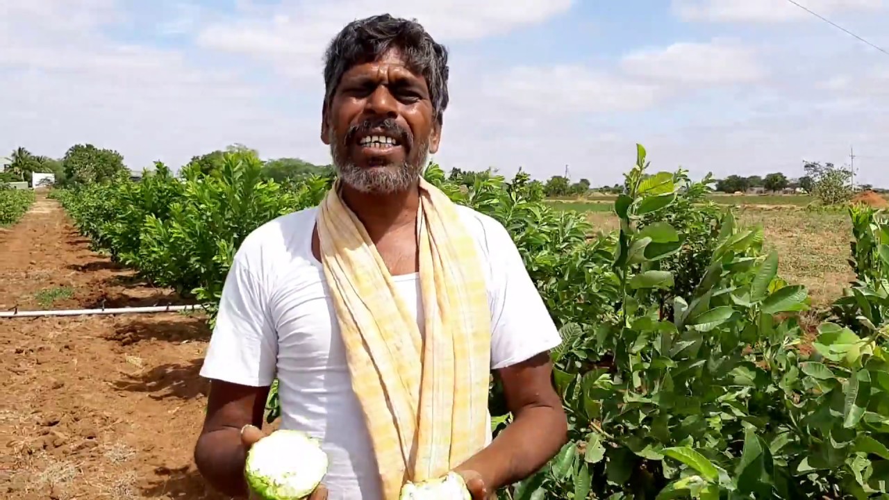 ಅಲ್ಲಹಾಬಾದ್ ಸಪೆಧ Allahabad Safeda Guava Plantation plants booking .9019162251 or WhatsApp. 9980378859