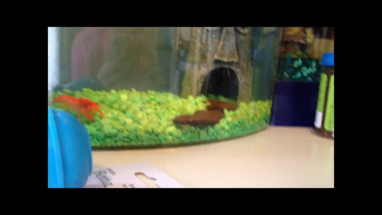 How to Care for a Lobster or Crayfish