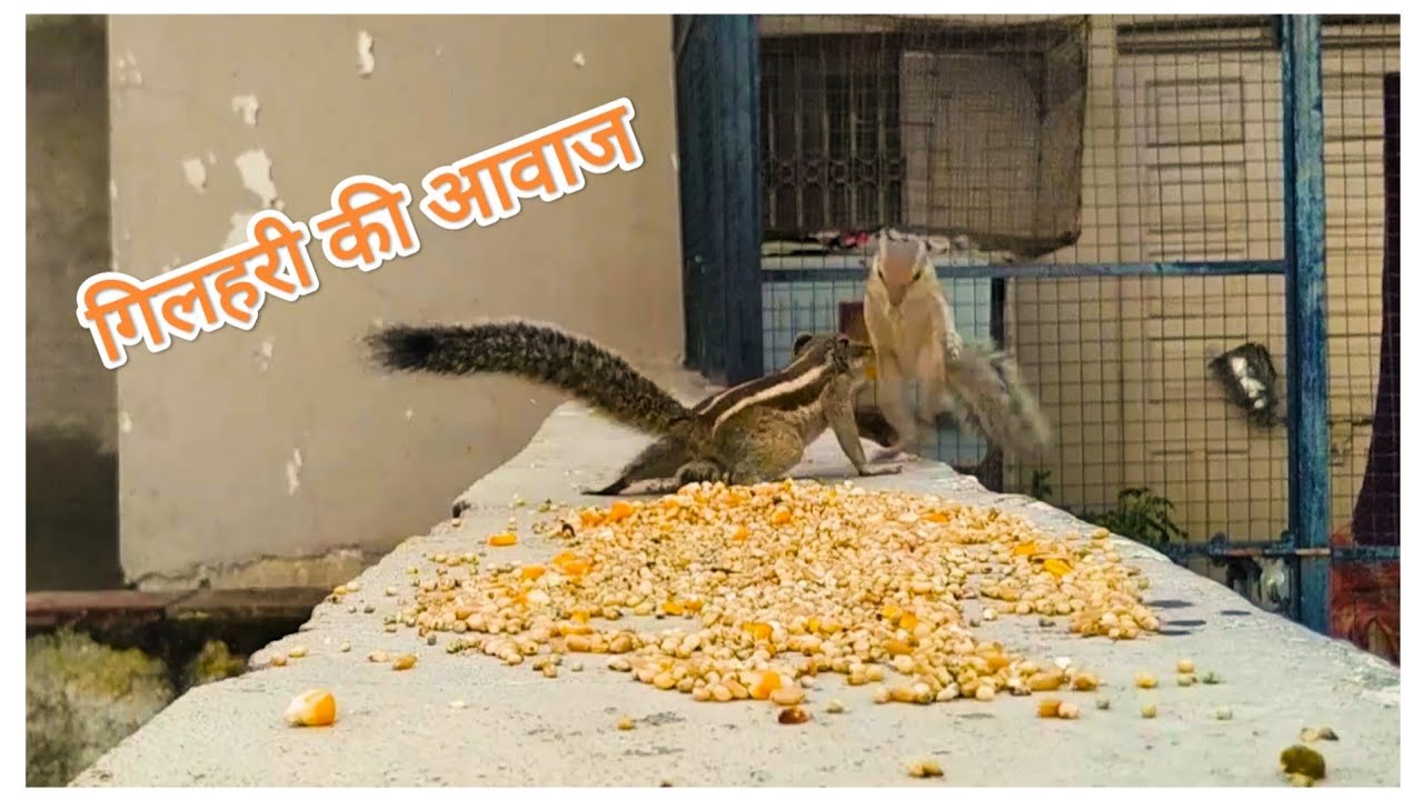 squirrel sound, गिलहरी की आवाज #youtubeshorts #shorts #subscribe #ytshorts #pigeonskota #soundcloud