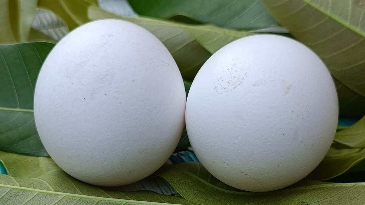 Raw egg peeling live