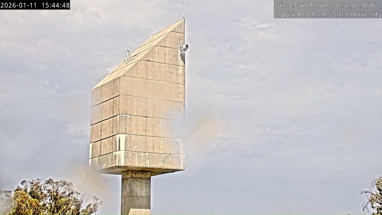 Gimbir chases off a large bird, FalconCam Project, Orange NSW, 11 January 2026