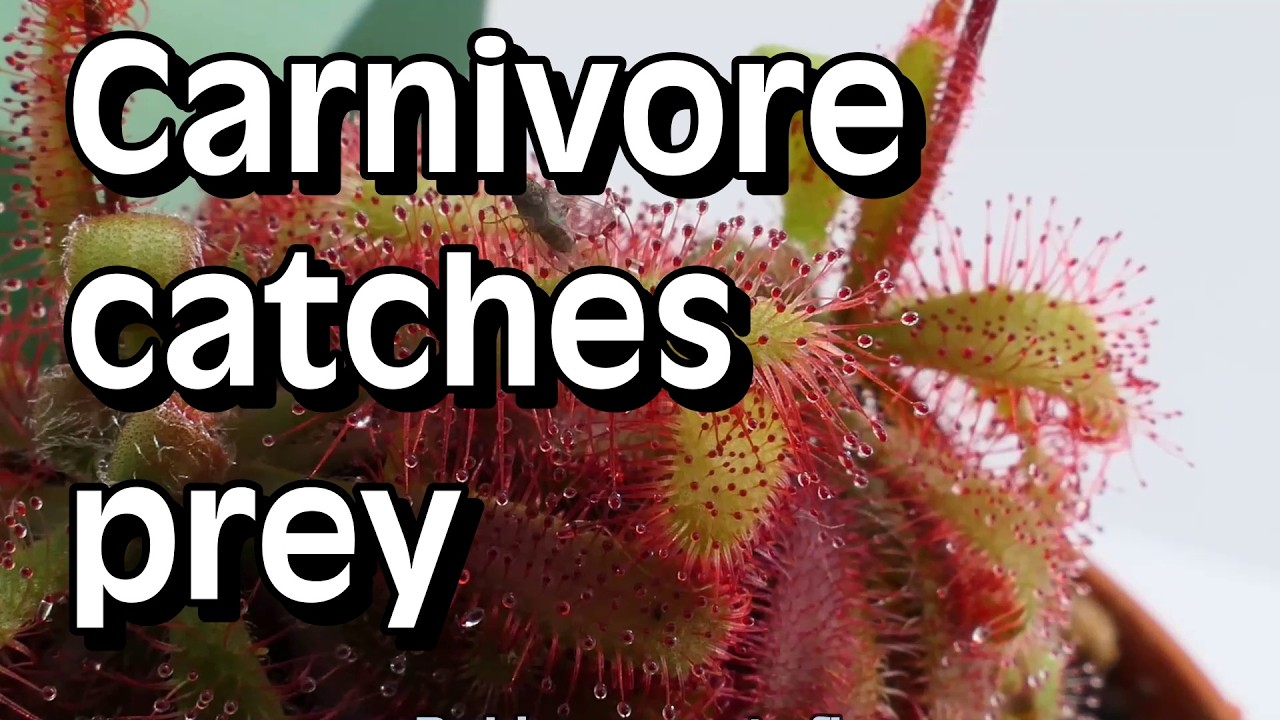Timelapses of sundew 'Drosera chimaera' catching flies