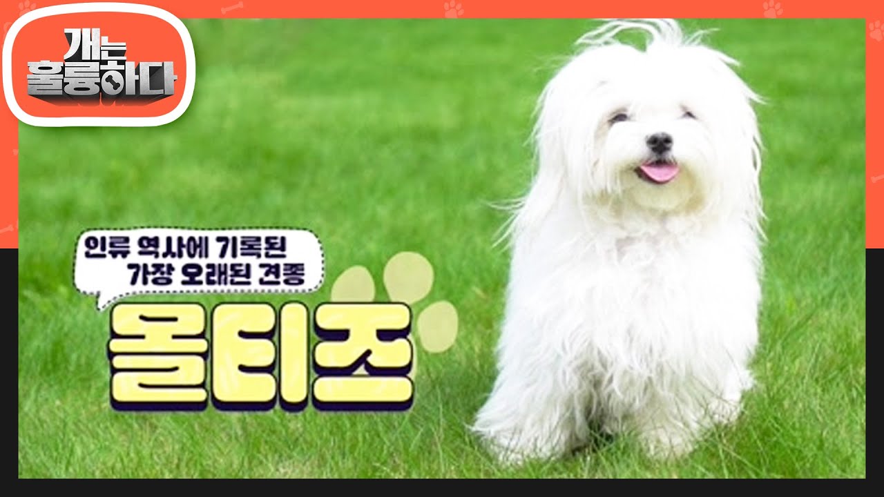 오늘 고민견의 견종은~? &lsquo;사랑받는 견종 1위&rsquo; 몰티즈💕 [개는 훌륭하다/Dogs Are Incredible] | KBS 230206 방송