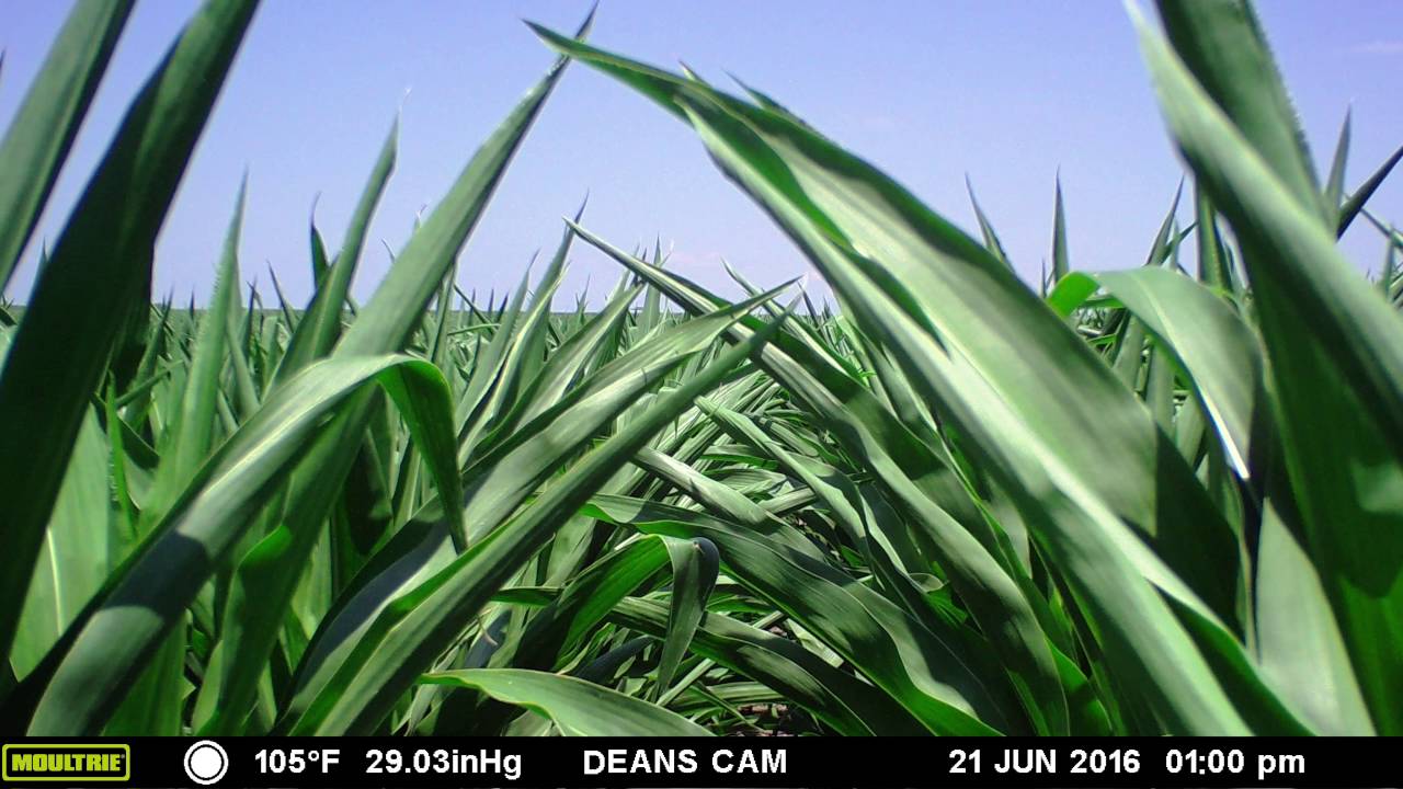An entire corn growing season in 1 minute