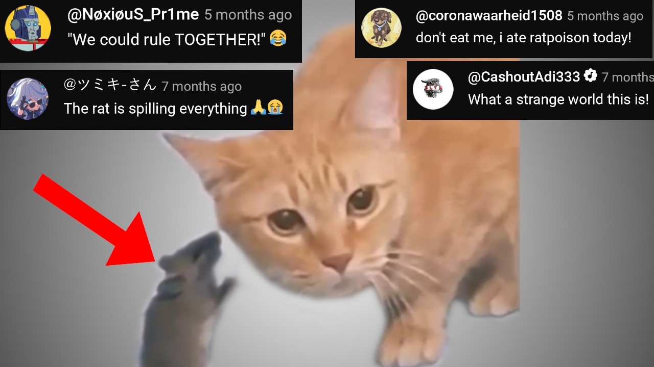 The CAT WHISPERER - Chat Music