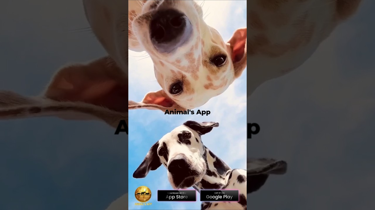 Don't waste time looking around. Download Animal's App Now 