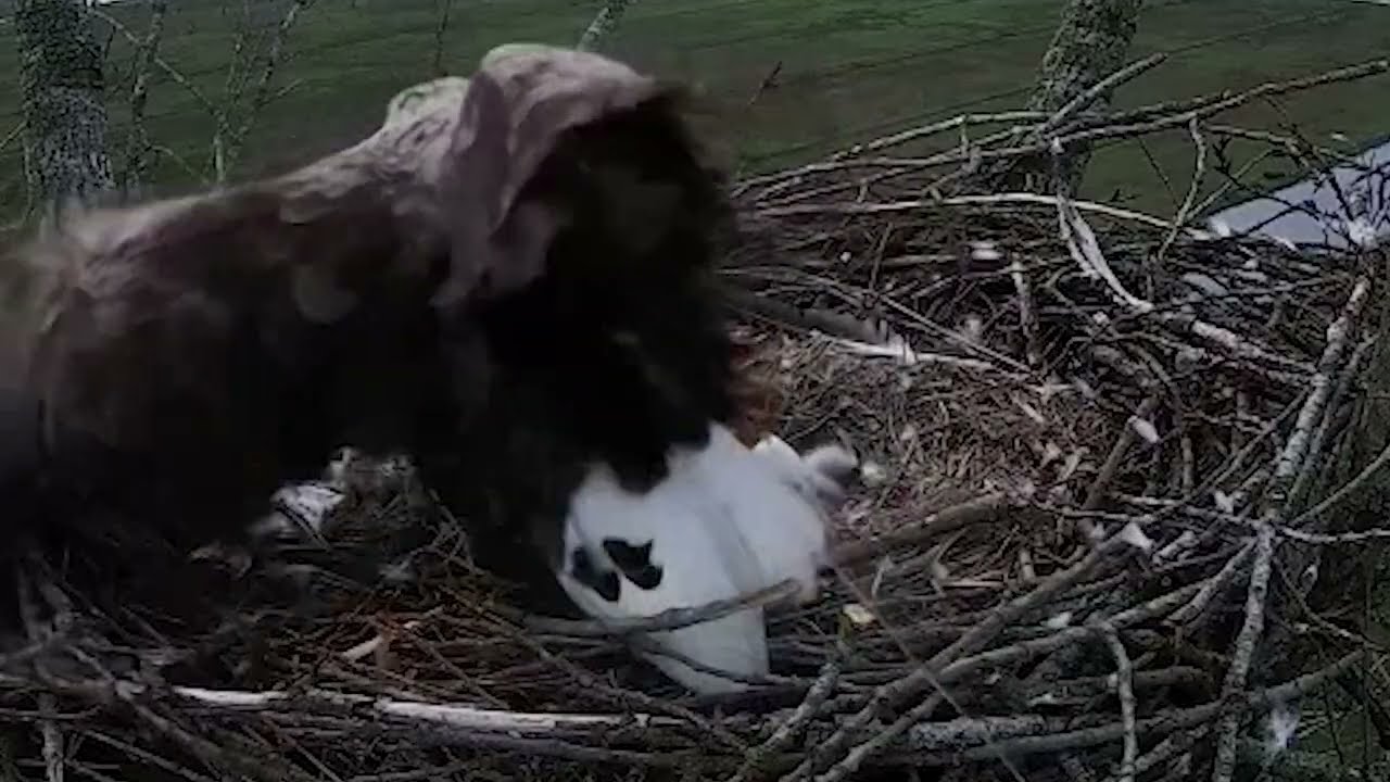 Geboortegeluk bij de zeearenden van Beleef de Lente! | Vogelbescherming Nederland