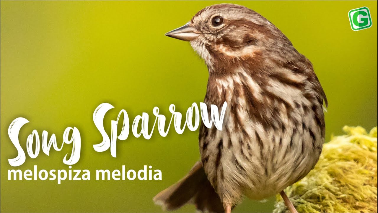 Melospiza Melodia | Amazing Song Sparrow Bird Song, Singing and Call
