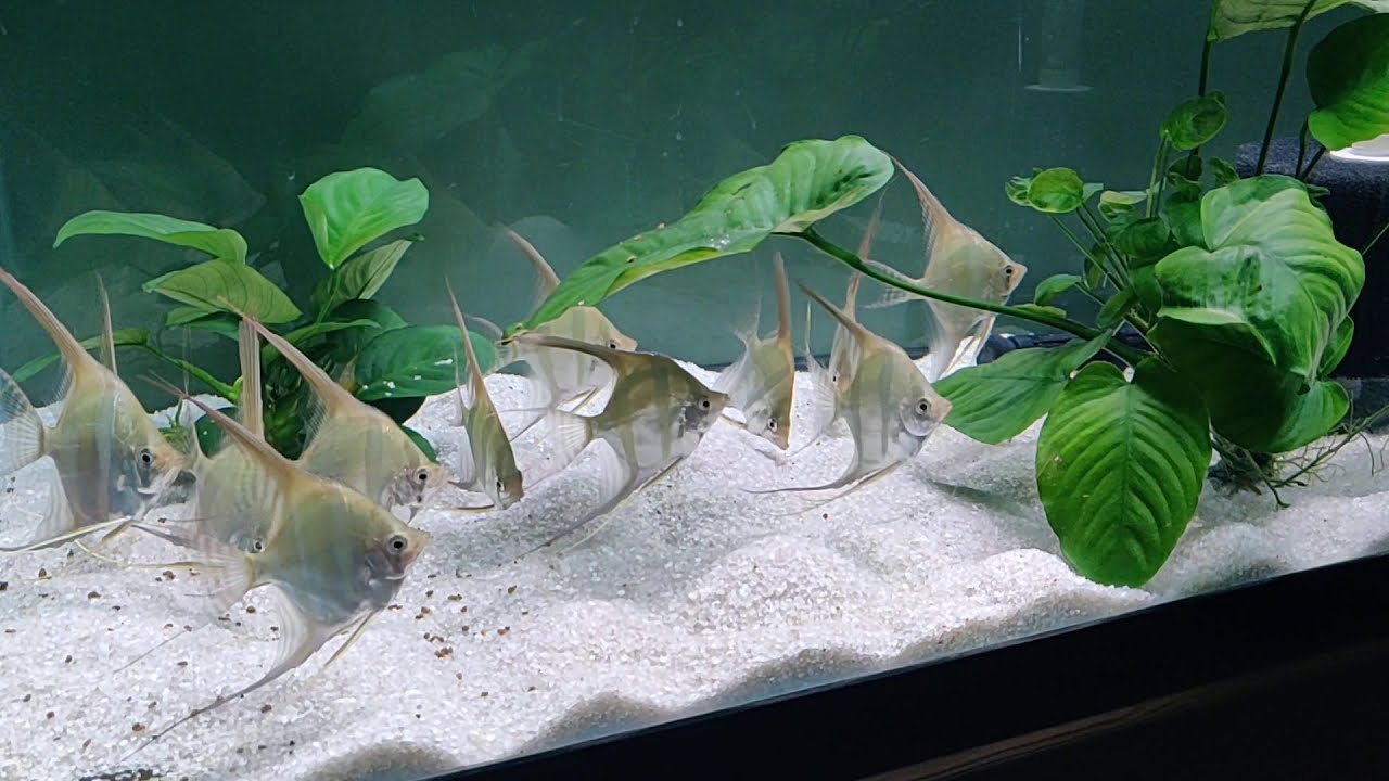 Rio Orinoco Altum Angelfish (Tank Raised) eating Royal Menu granules!