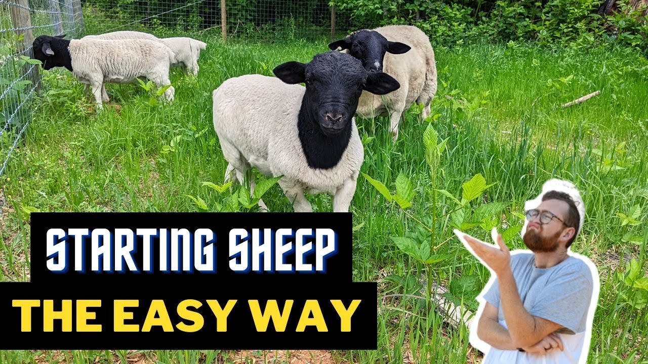 Why I Don't Recommend Raising Sheep. Instead...