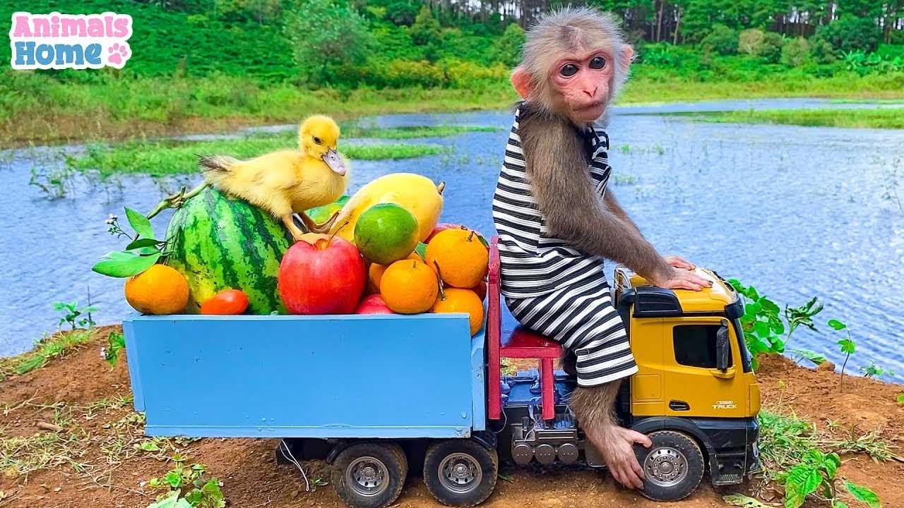 A working day of a BiBi monkey | Animals Home Monkey
