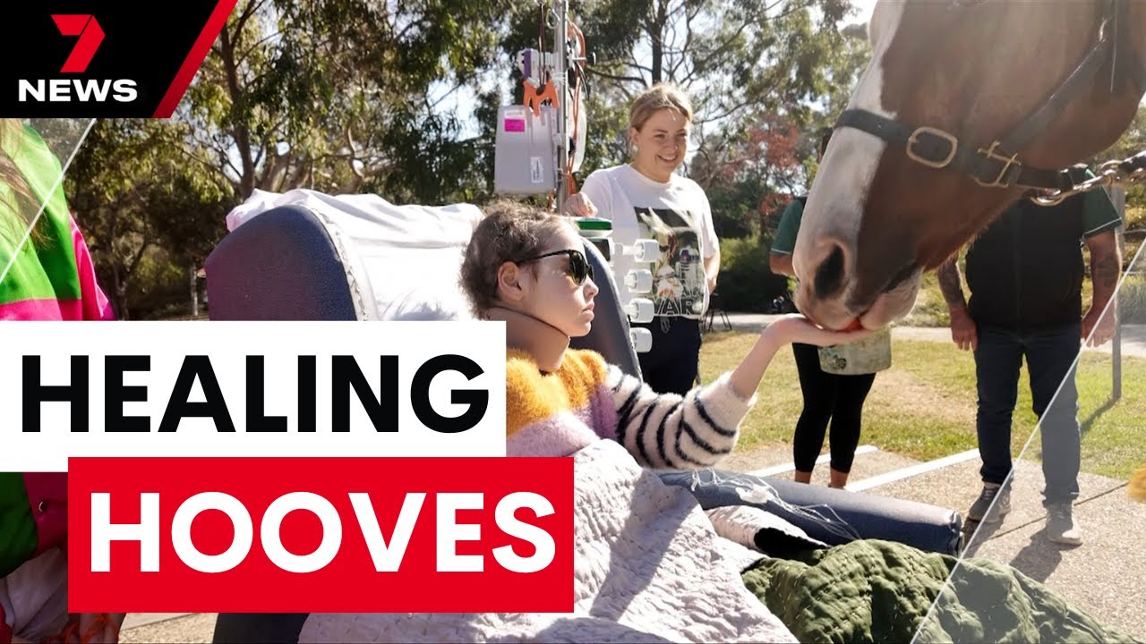 Retired racehorse brings healing moments of joy to patients at the Royal Children's Hospital | 7NEWS