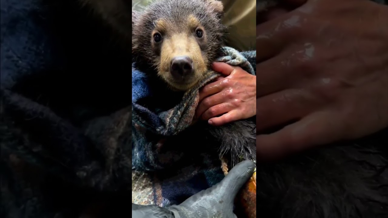 &ldquo;Yog&lsquo;, sekin!&rdquo;&mdash;Team Slides a Tin Off a Bear Cub&rsquo;s Paw