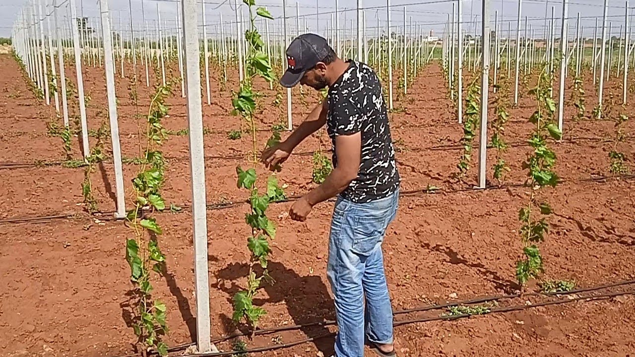 شوفوا معانا خوتي طريقة تقطيع عنب فيكتوريا من المسافة المطلوبة مع إزالة البورجو