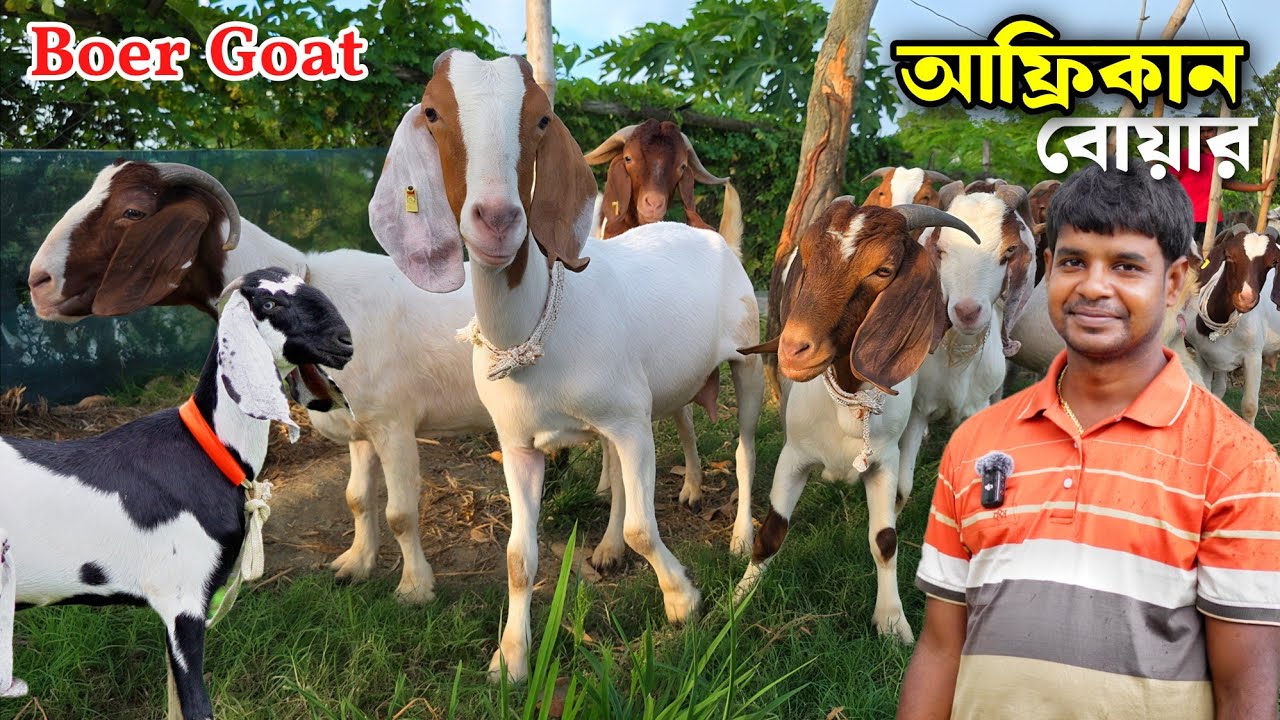 হান্নান ভাই এর আফ্রিকান বোয়ার ছাগল ও বিটল তোতাপুরী ছাগল এবং দুম্বার দাম কেমন। Boer Goat 