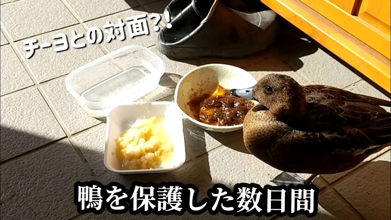 衰弱した鴨を保護した数日間【前編】