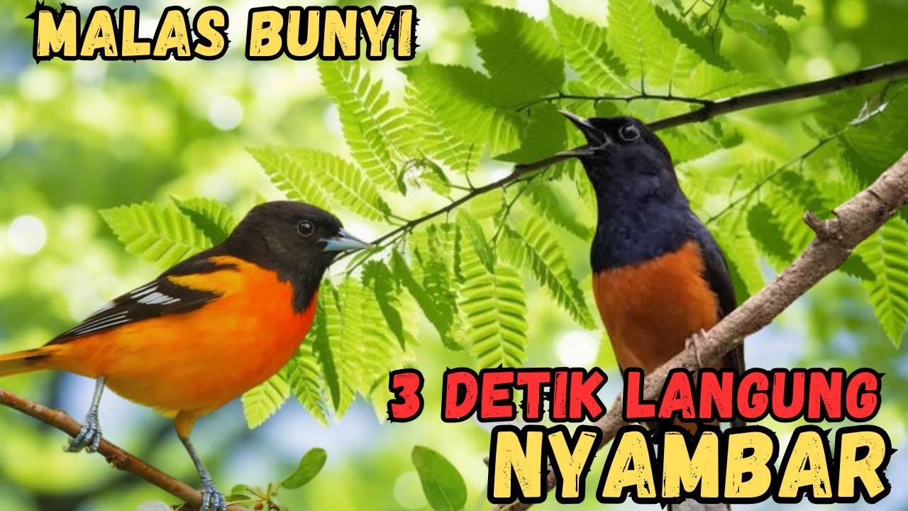 Murai Batu Ini Bikin Lawan Tak Berdaya, Tembakan Variasi Mematikan!