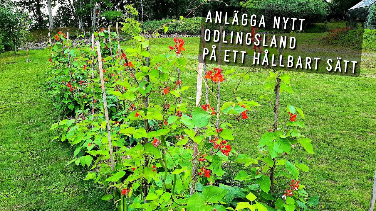 Från gräsmatta till ett 10 meter odlingsland med ett ekonomiskt och hållbart trick!