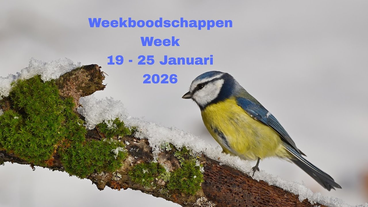 Weekboodschappen van de engelen per sterrenteken + keuzekaartjes 😇💖🙏