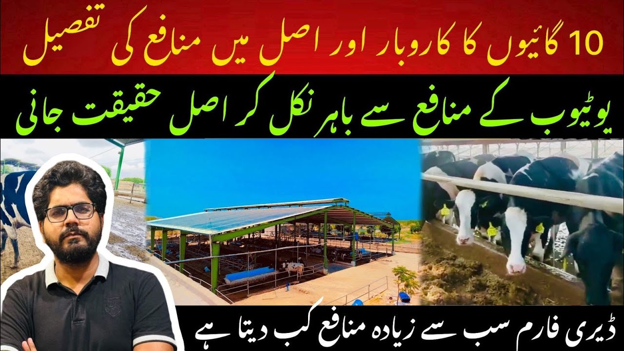 10 cows investment plan 2024 II Facts and Real profit in dairy farming