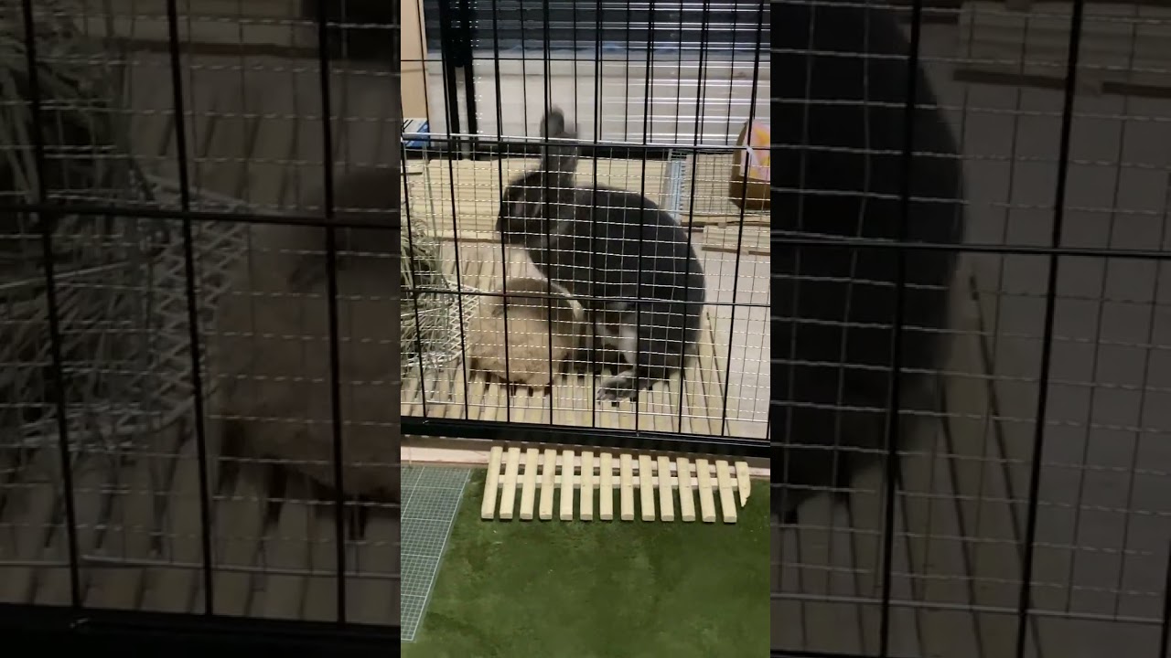 Netherland Dwarf rabbitのまるちゃん
