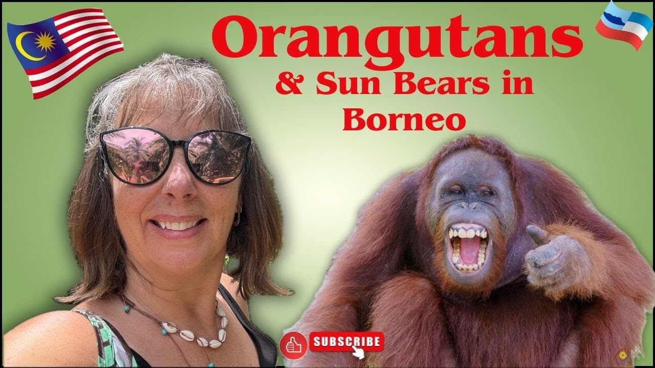 Orangutans and Sun Bears Sandakan