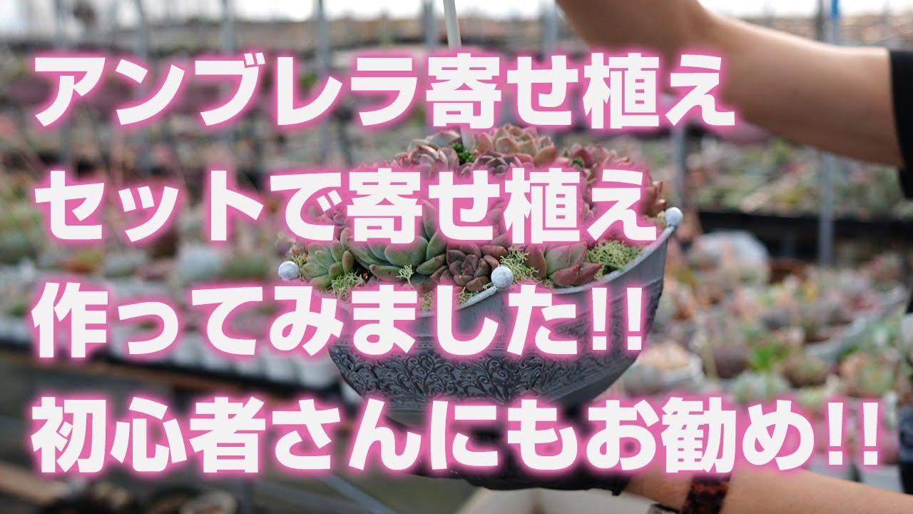 【多肉植物】アンブレラ寄せ植えセットで寄せ植え作ってみました!!多肉入門・初心者さんにもお勧め!!【succulent】トロピカルガーデン