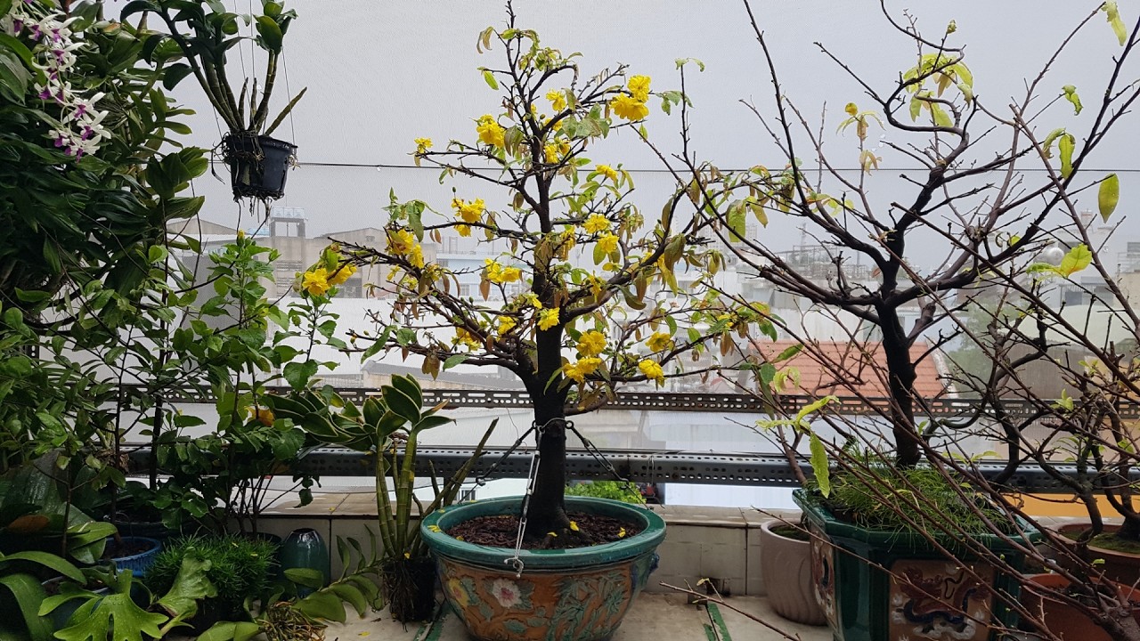 Rain...!!! It's wonderful to have just changed the soil for the plants. Mưa...!!! Thật tuyệt vời