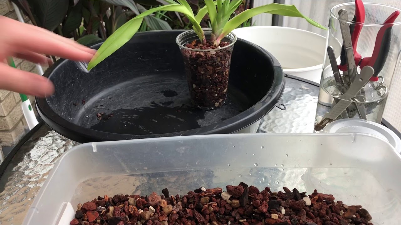 Part1 new phrag repot and little chat🤣😅