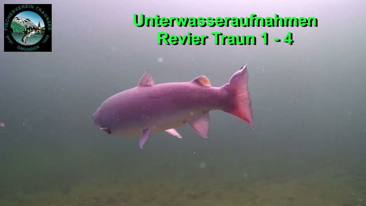 Unterwasseraufnahmen 2025