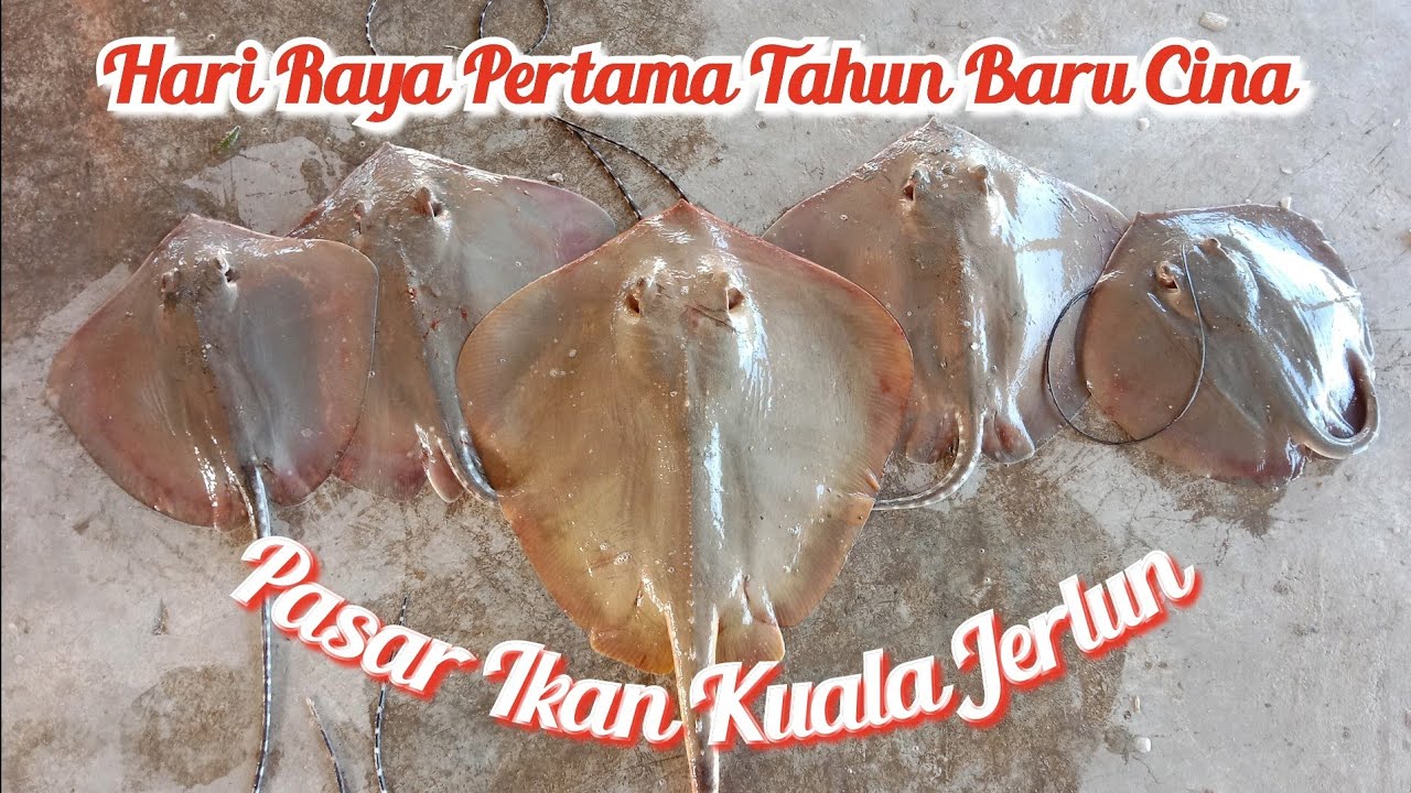 Hari raya pertama Tahun baru Cina di Pasar Ikan Kuala Jerlun - Fish market.