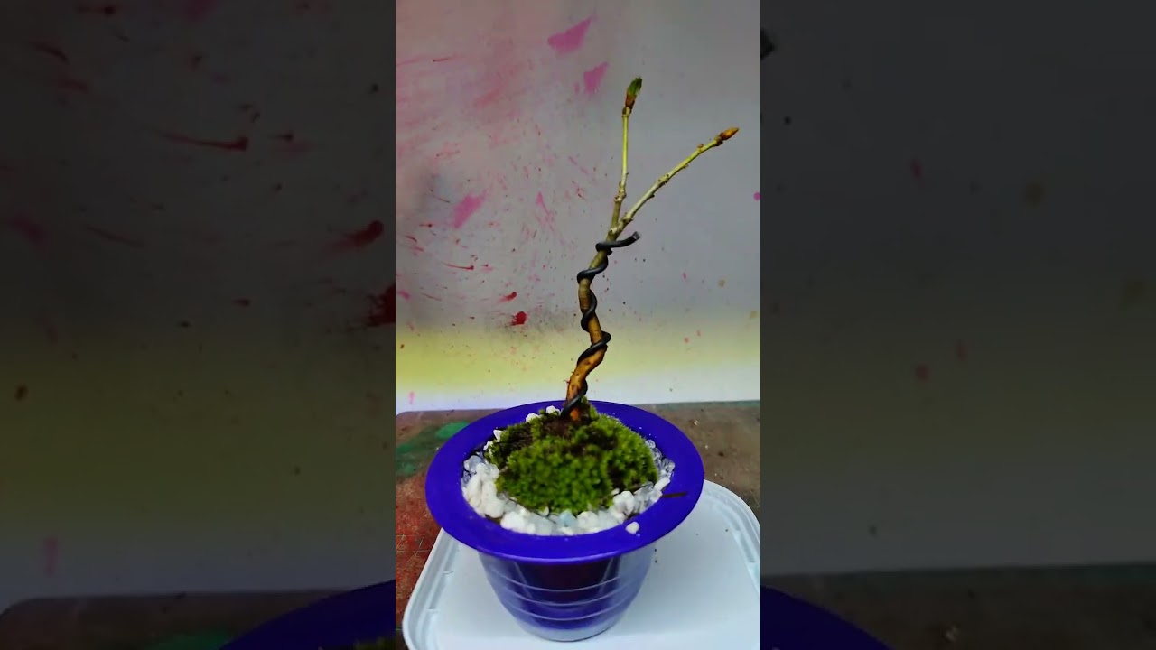bouncy mame oak bonsai #bonsaichina #bonsaisancang #bonsaiindonesia #bonsaivietnam #bonsaikelapa #uk