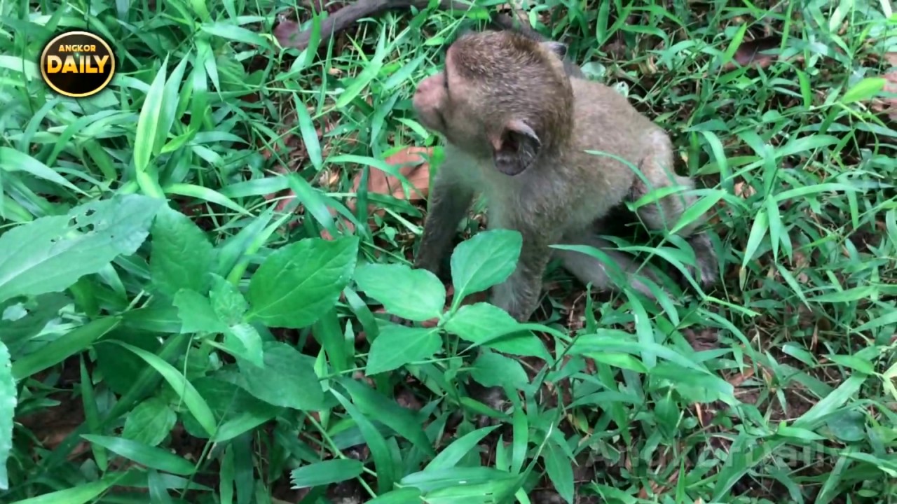 Funny Babies Monkey Playing Doing What...[Angkor Daily 354]